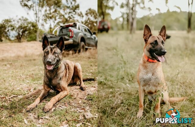 KNVP BELGAIN MALINOIS X DUTCH SHEPPARD