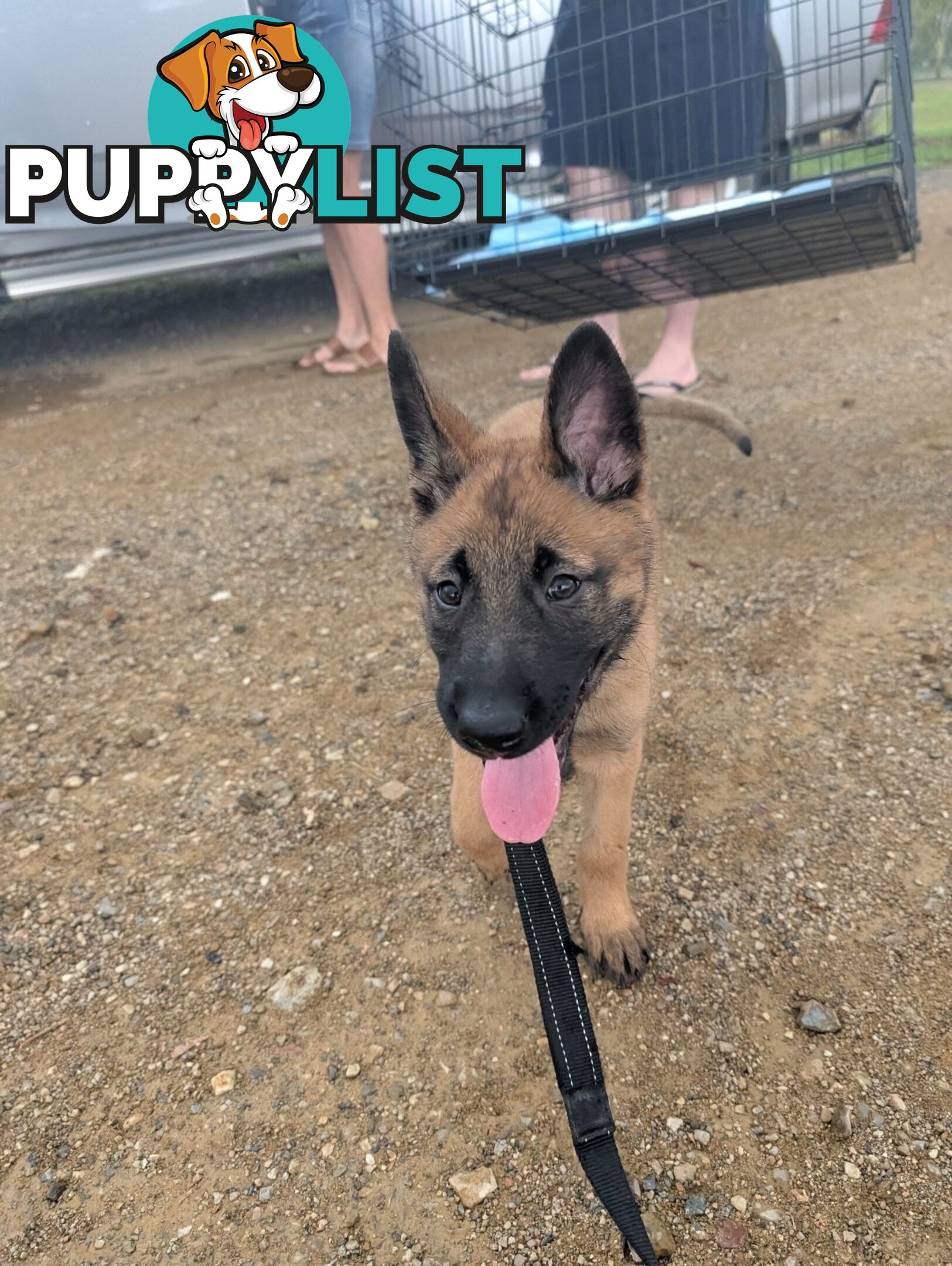 KNVP BELGAIN MALINOIS X DUTCH SHEPPARD