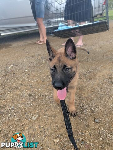 KNVP BELGAIN MALINOIS X DUTCH SHEPPARD