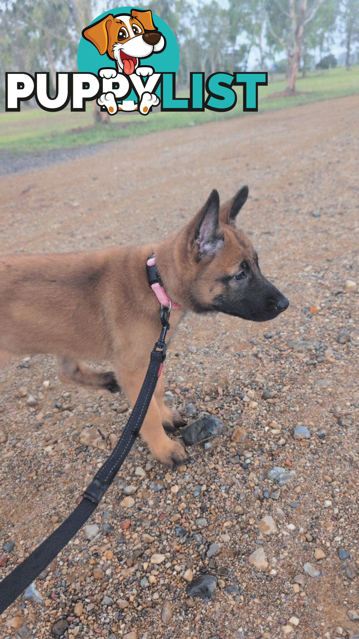 KNVP BELGAIN MALINOIS X DUTCH SHEPPARD