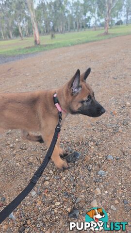 KNVP BELGAIN MALINOIS X DUTCH SHEPPARD