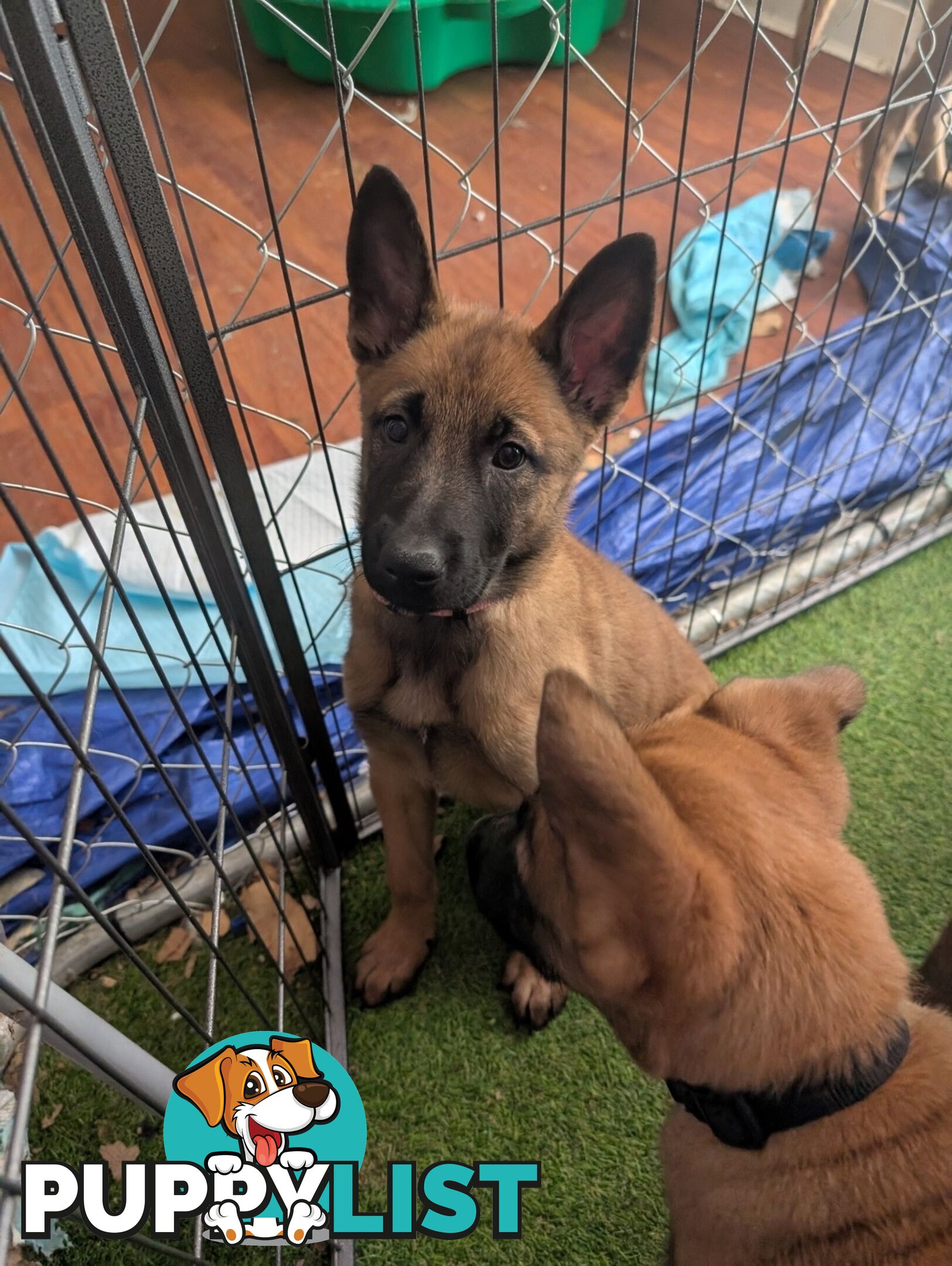 KNVP BELGAIN MALINOIS X DUTCH SHEPPARD