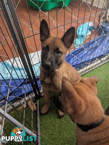 KNVP BELGAIN MALINOIS X DUTCH SHEPPARD