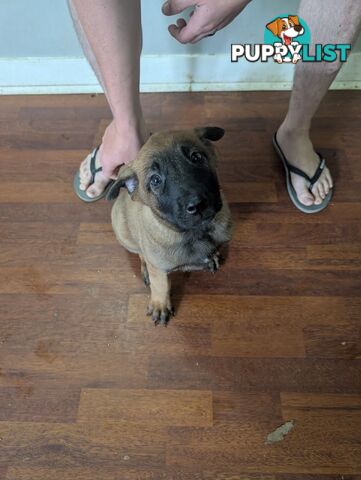 KNVP BELGAIN MALINOIS X DUTCH SHEPPARD