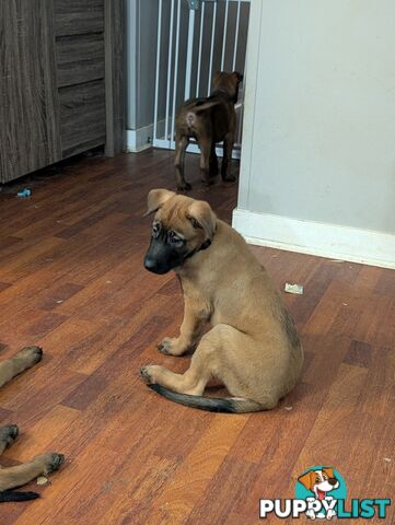 KNVP BELGAIN MALINOIS X DUTCH SHEPPARD