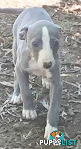 Whippet puppies