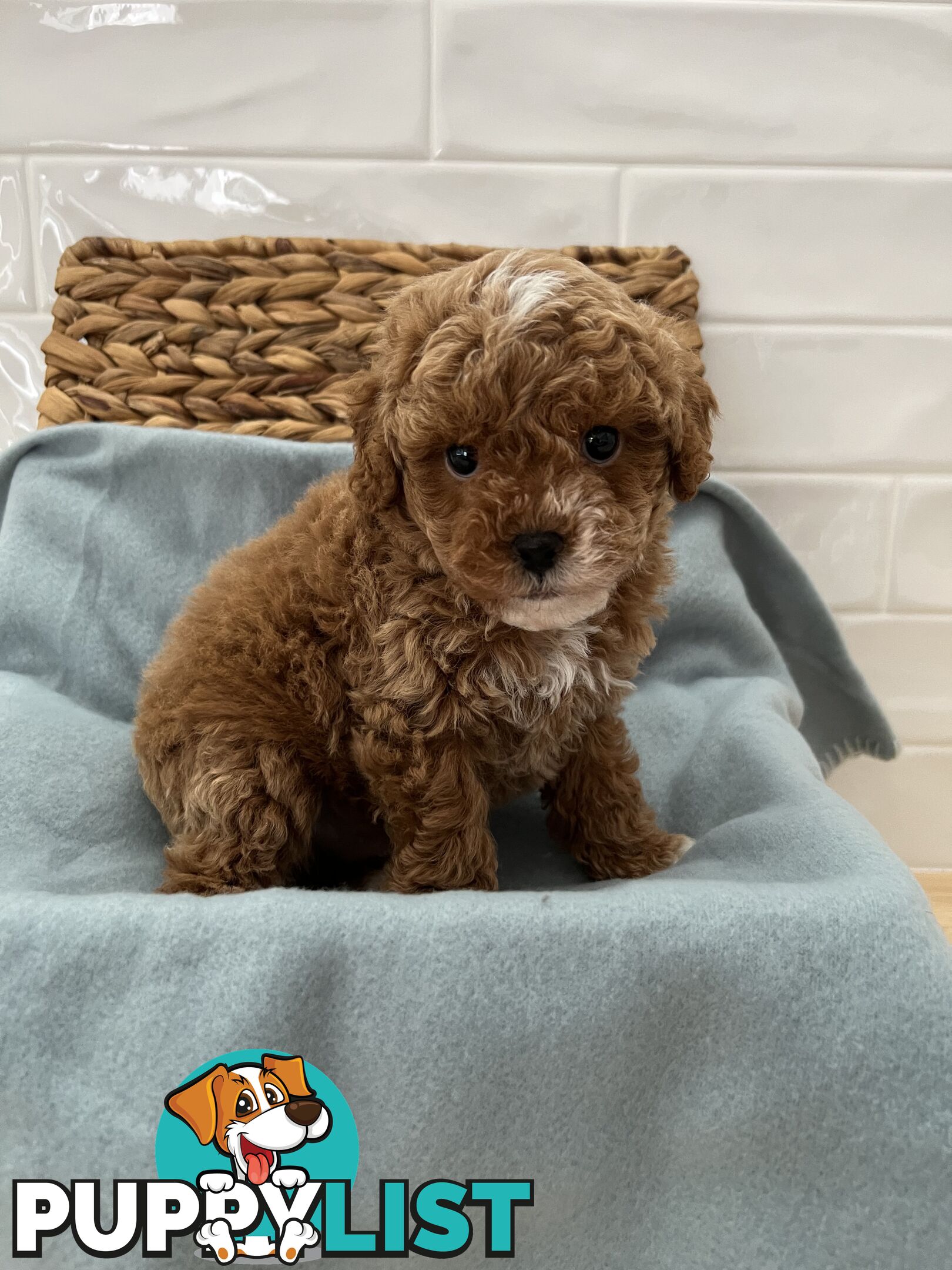 Stunning toy cavoodle DNA tested delivery available