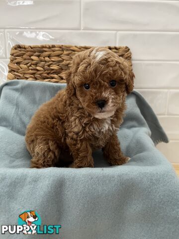 Stunning toy cavoodle DNA tested delivery available