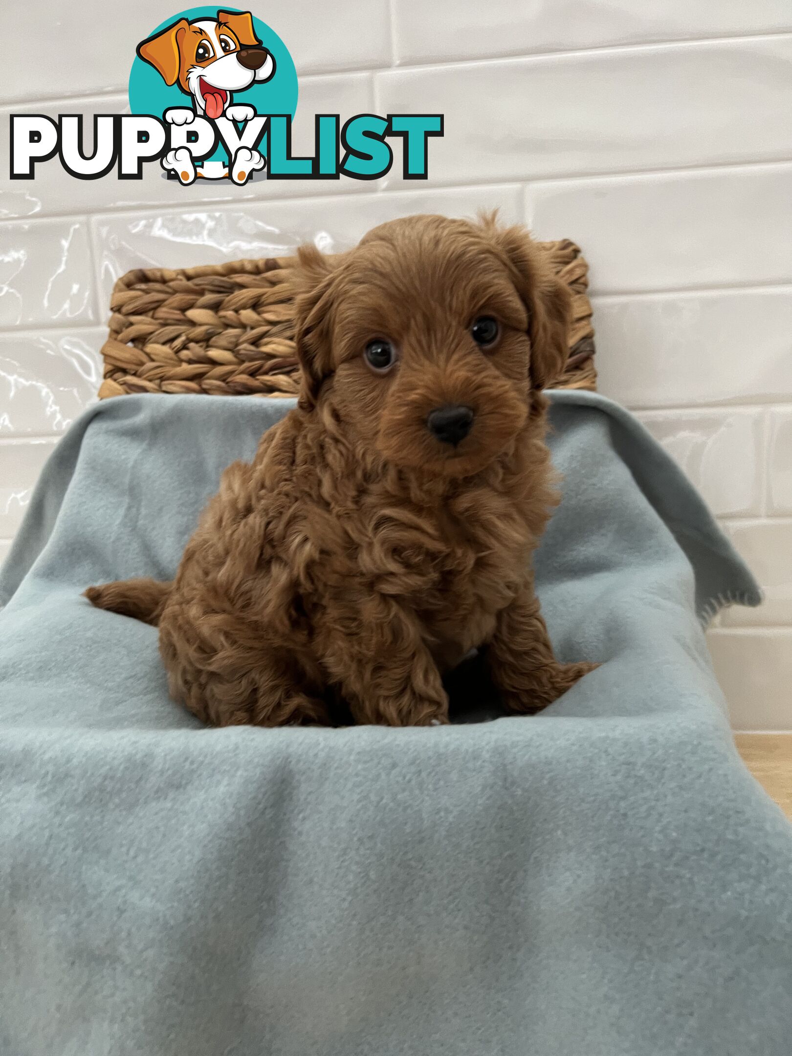 Stunning toy cavoodle DNA tested delivery available