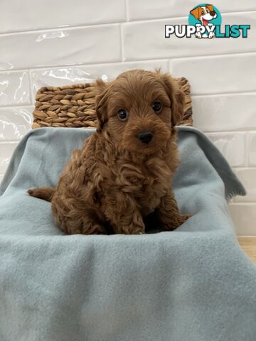 Stunning toy cavoodle DNA tested delivery available