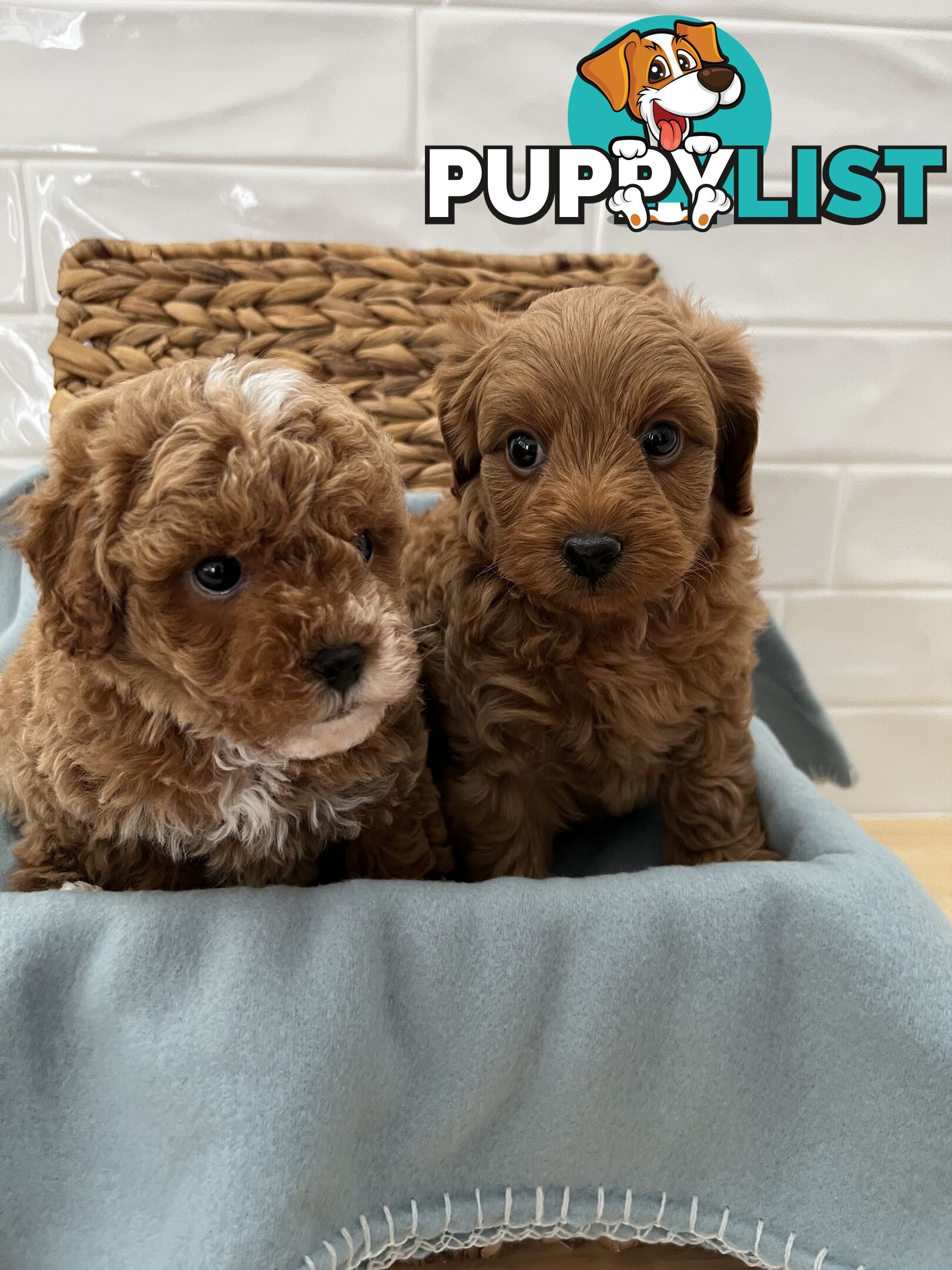 Stunning toy cavoodle DNA tested delivery available