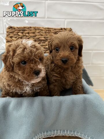 Stunning toy cavoodle DNA tested delivery available