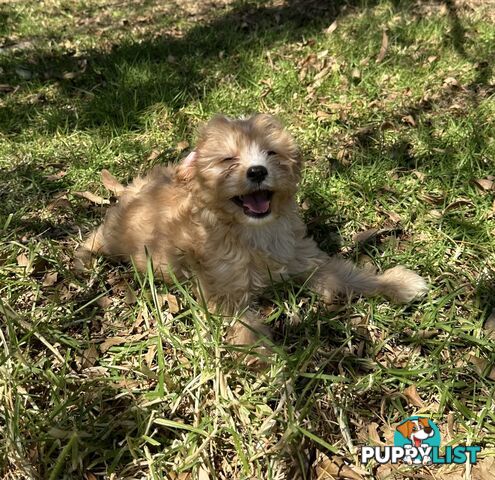 GORGEOUS TOY CAVOODLE PUPPIES FOR SALE