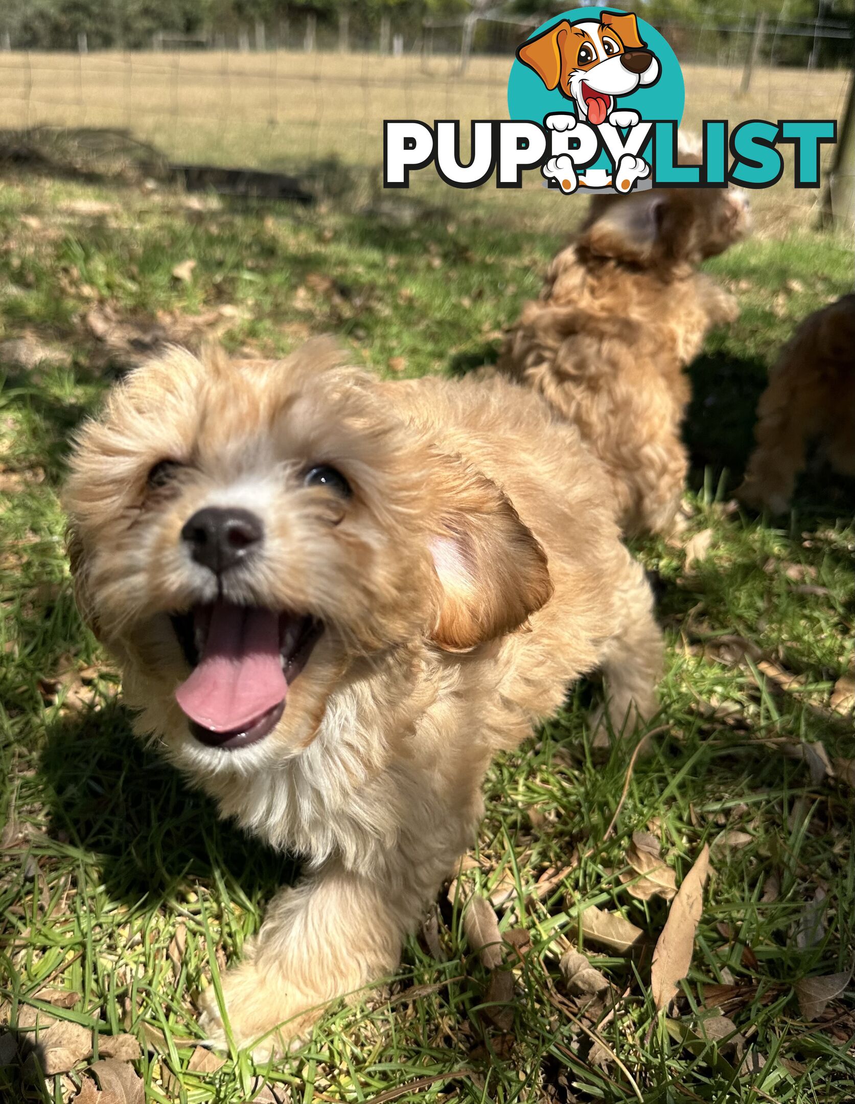 GORGEOUS TOY CAVOODLE PUPPIES FOR SALE