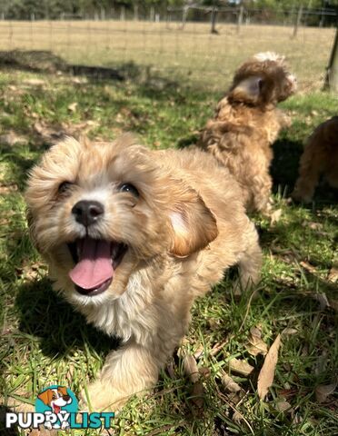 GORGEOUS TOY CAVOODLE PUPPIES FOR SALE