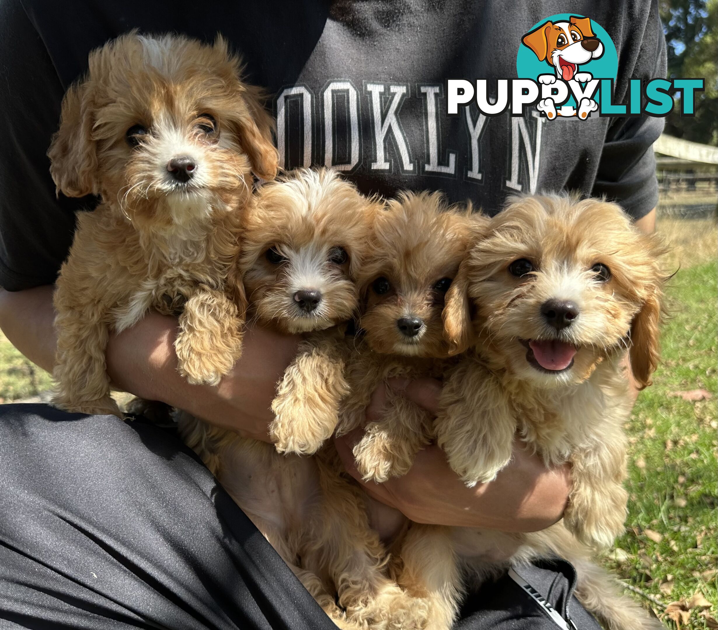 GORGEOUS TOY CAVOODLE PUPPIES FOR SALE