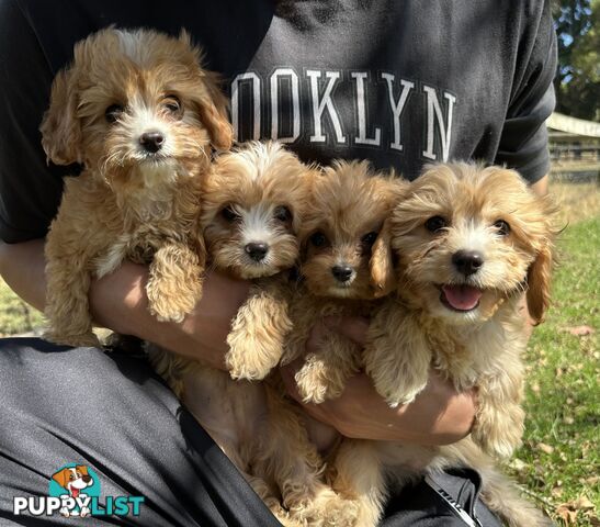 GORGEOUS TOY CAVOODLE PUPPIES FOR SALE