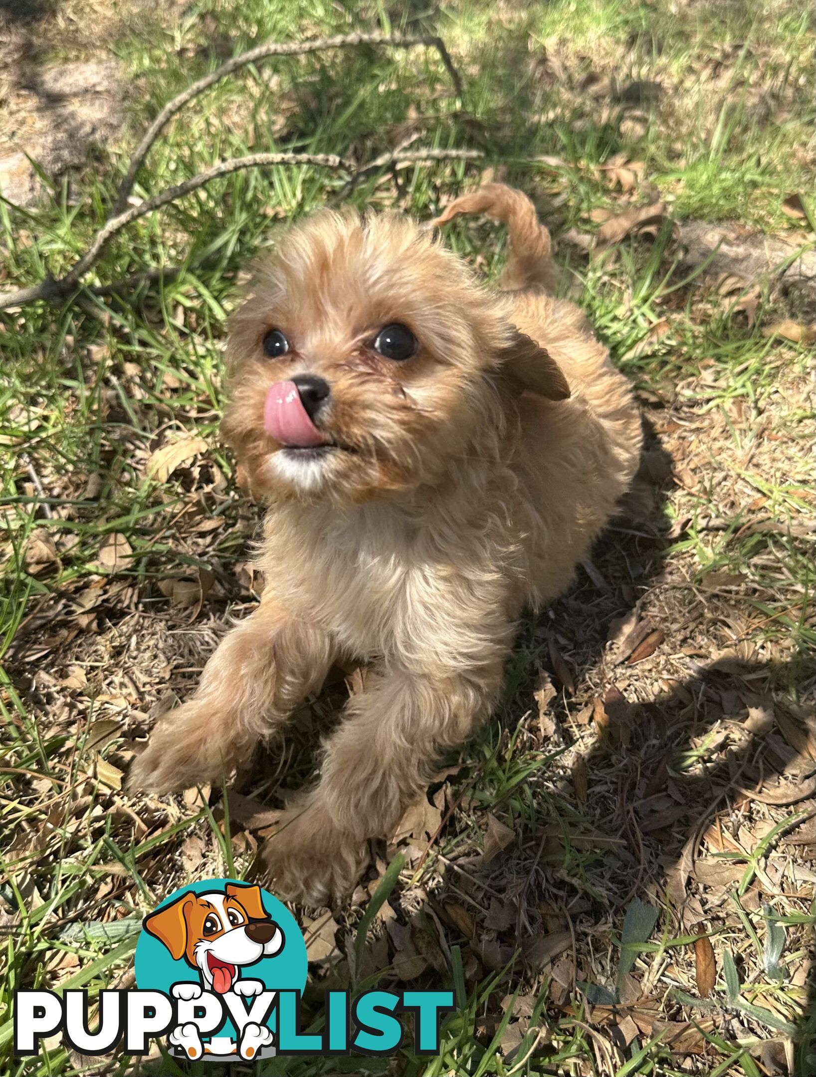 GORGEOUS TOY CAVOODLE PUPPIES FOR SALE