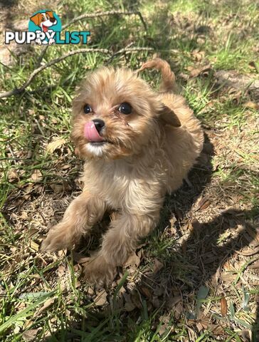 GORGEOUS TOY CAVOODLE PUPPIES FOR SALE