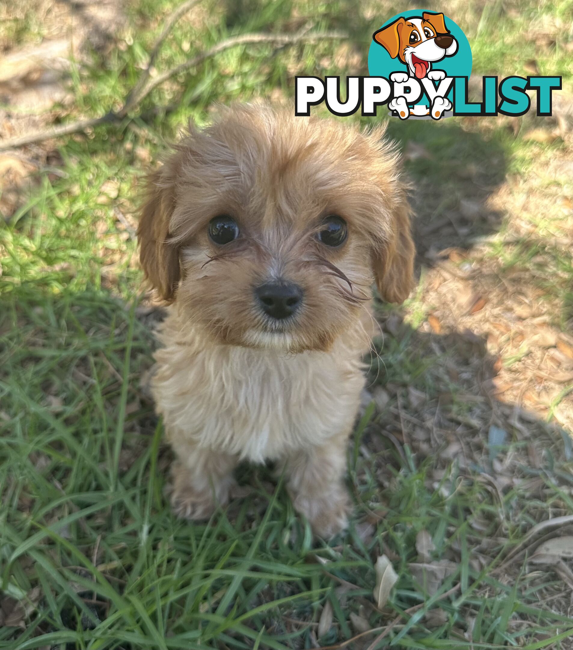 GORGEOUS TOY CAVOODLE PUPPIES FOR SALE