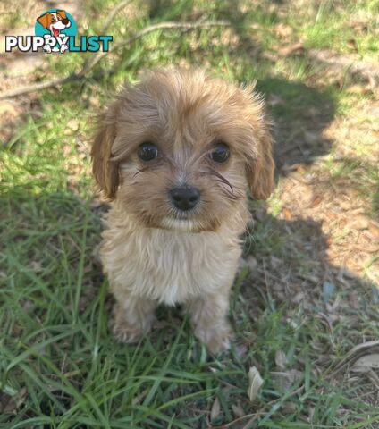 GORGEOUS TOY CAVOODLE PUPPIES FOR SALE