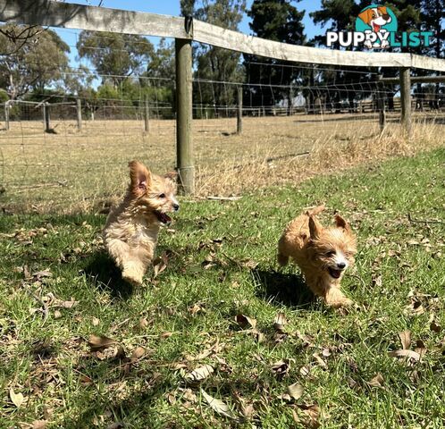 GORGEOUS TOY CAVOODLE PUPPIES FOR SALE