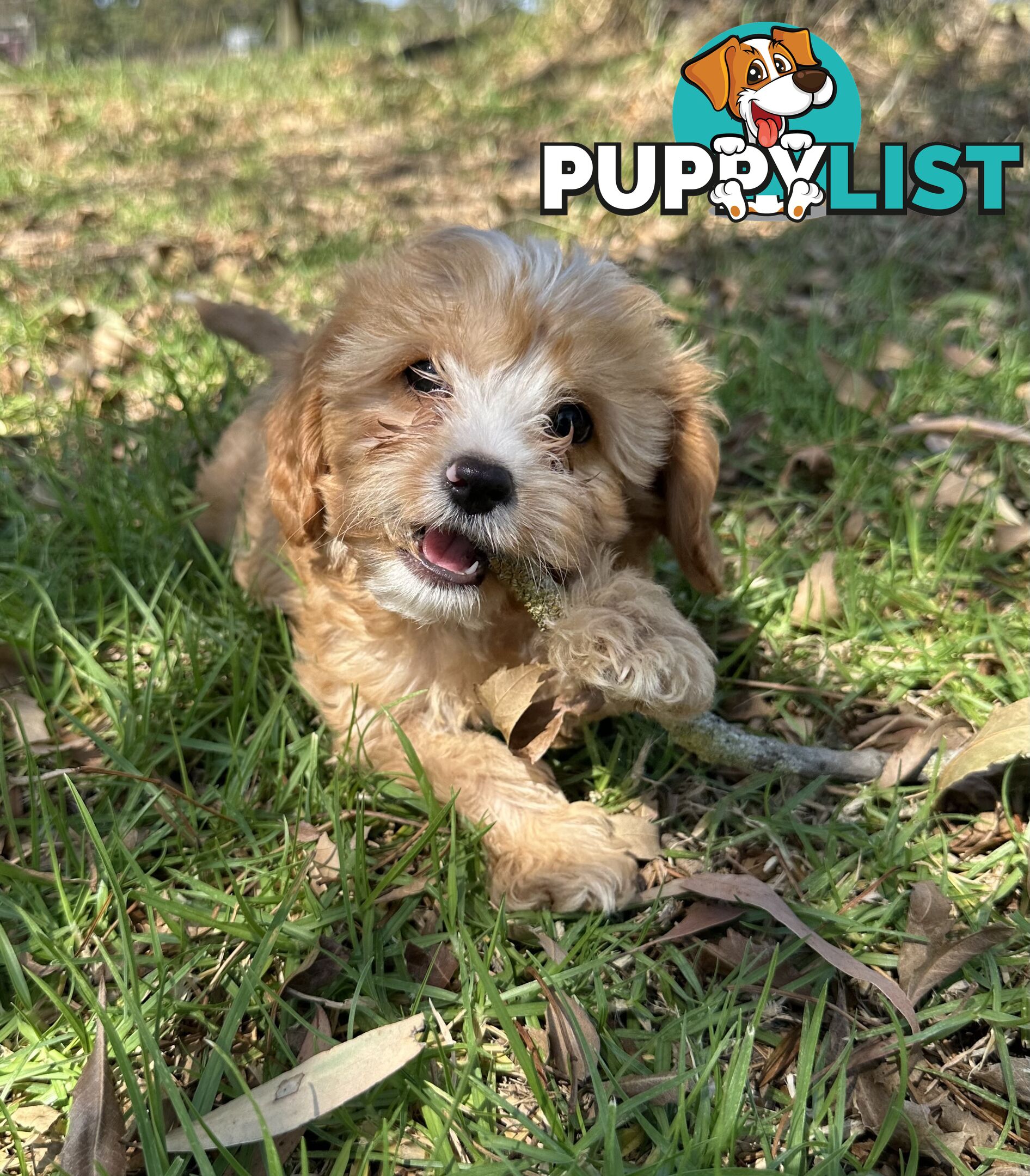 GORGEOUS TOY CAVOODLE PUPPIES FOR SALE