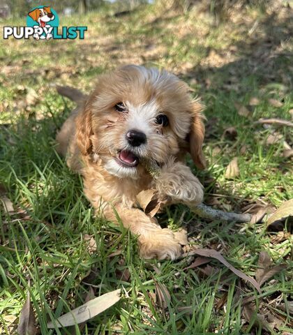 GORGEOUS TOY CAVOODLE PUPPIES FOR SALE