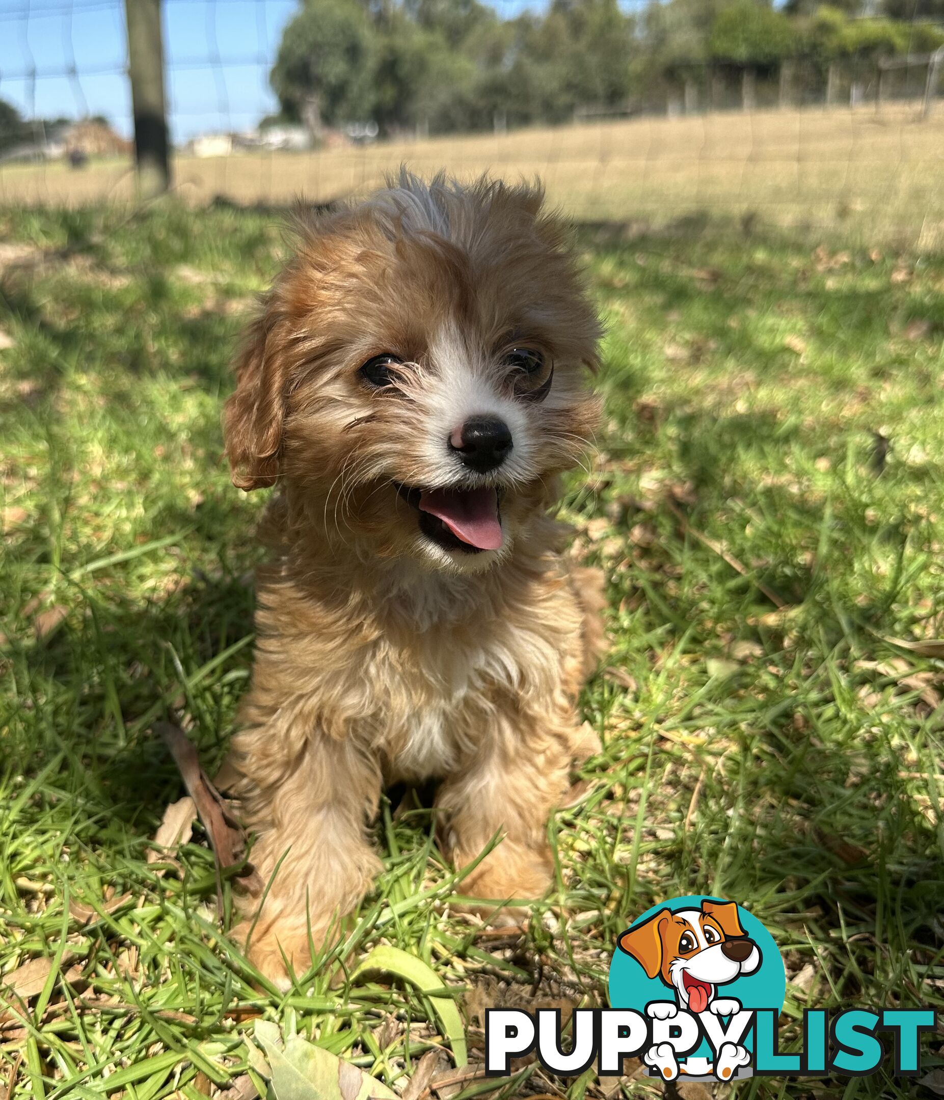 GORGEOUS TOY CAVOODLE PUPPIES FOR SALE