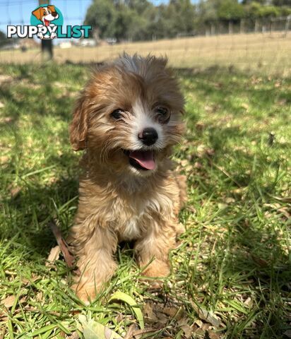 GORGEOUS TOY CAVOODLE PUPPIES FOR SALE