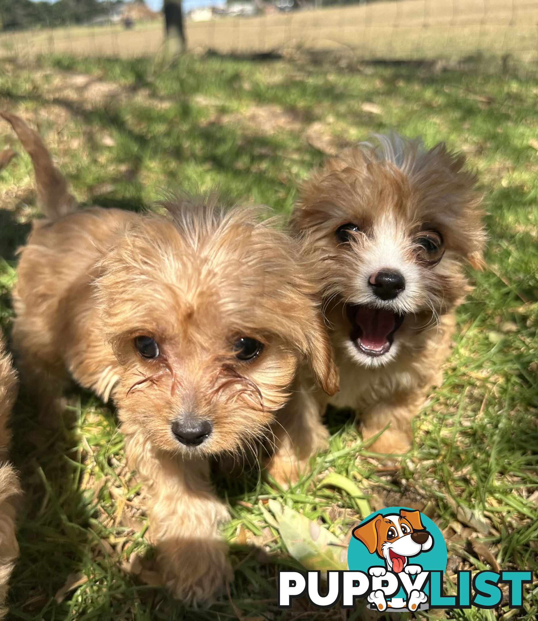 GORGEOUS TOY CAVOODLE PUPPIES FOR SALE