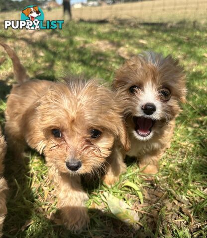 GORGEOUS TOY CAVOODLE PUPPIES FOR SALE