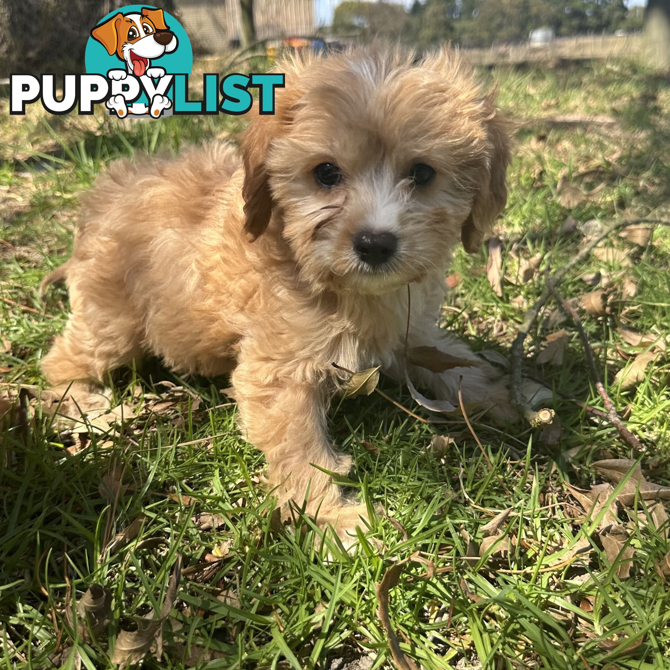 GORGEOUS TOY CAVOODLE PUPPIES FOR SALE