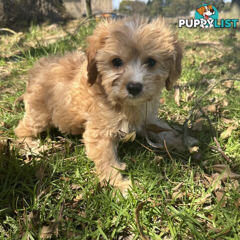 GORGEOUS TOY CAVOODLE PUPPIES FOR SALE