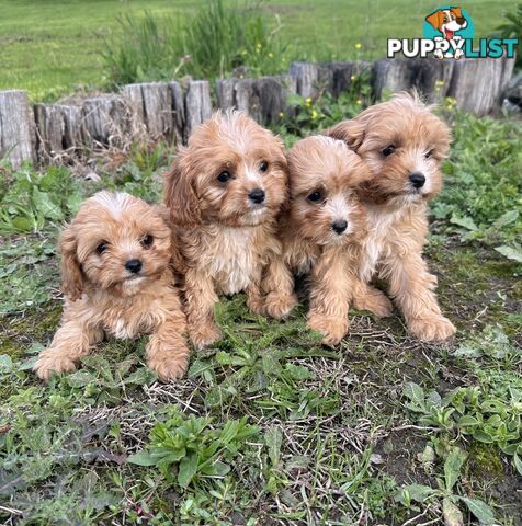 GORGEOUS TEACUP CAVOODLE PUPPIES FOR SALE