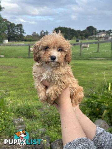 GORGEOUS TEACUP CAVOODLE PUPPIES FOR SALE