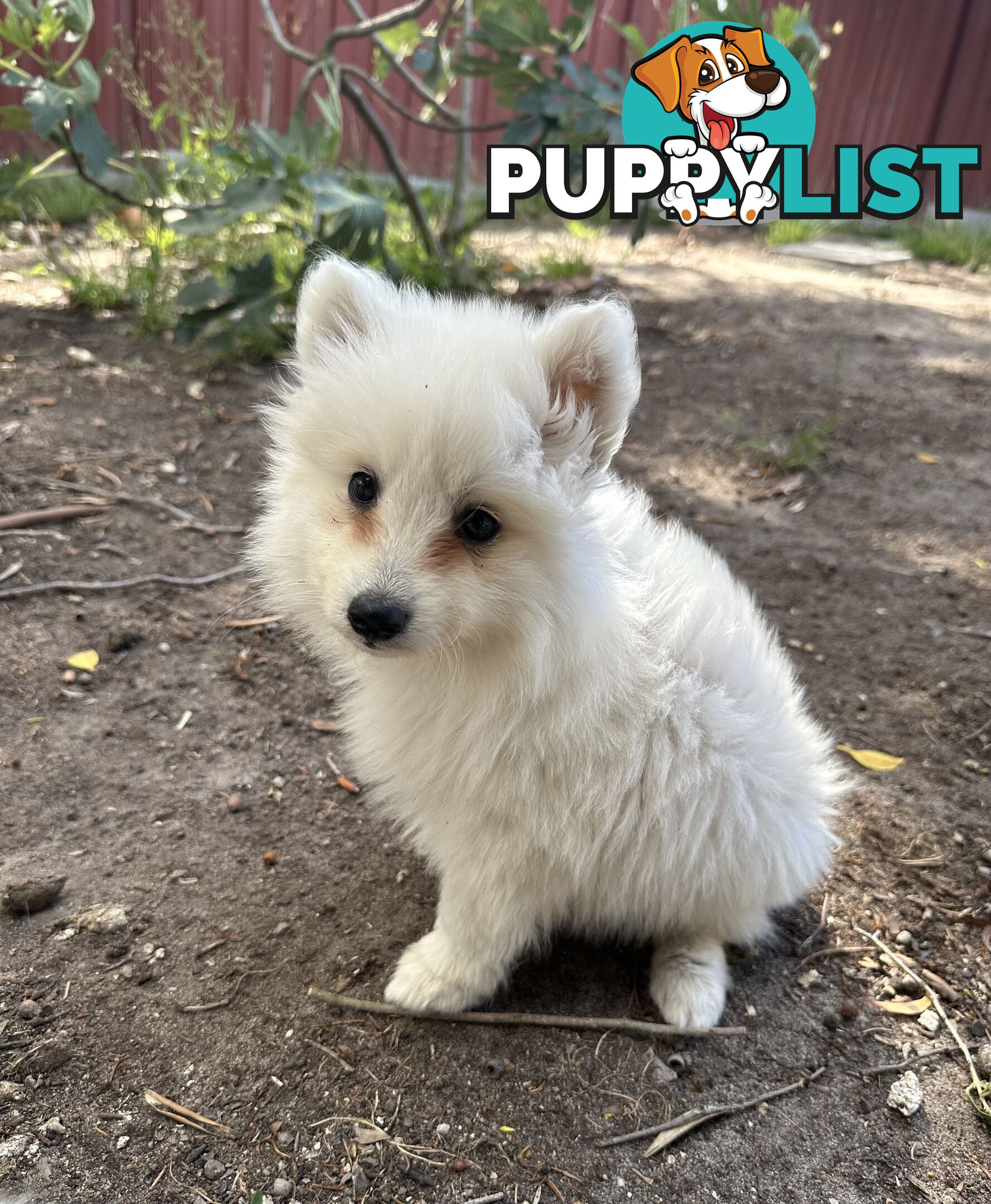 ADORABLE PUREBRED JAPANESE SPITZ FOR SALE