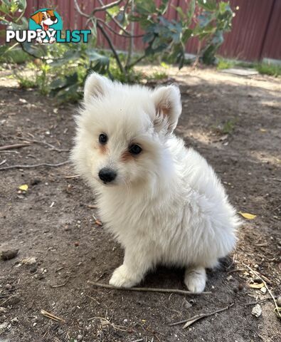 ADORABLE PUREBRED JAPANESE SPITZ FOR SALE