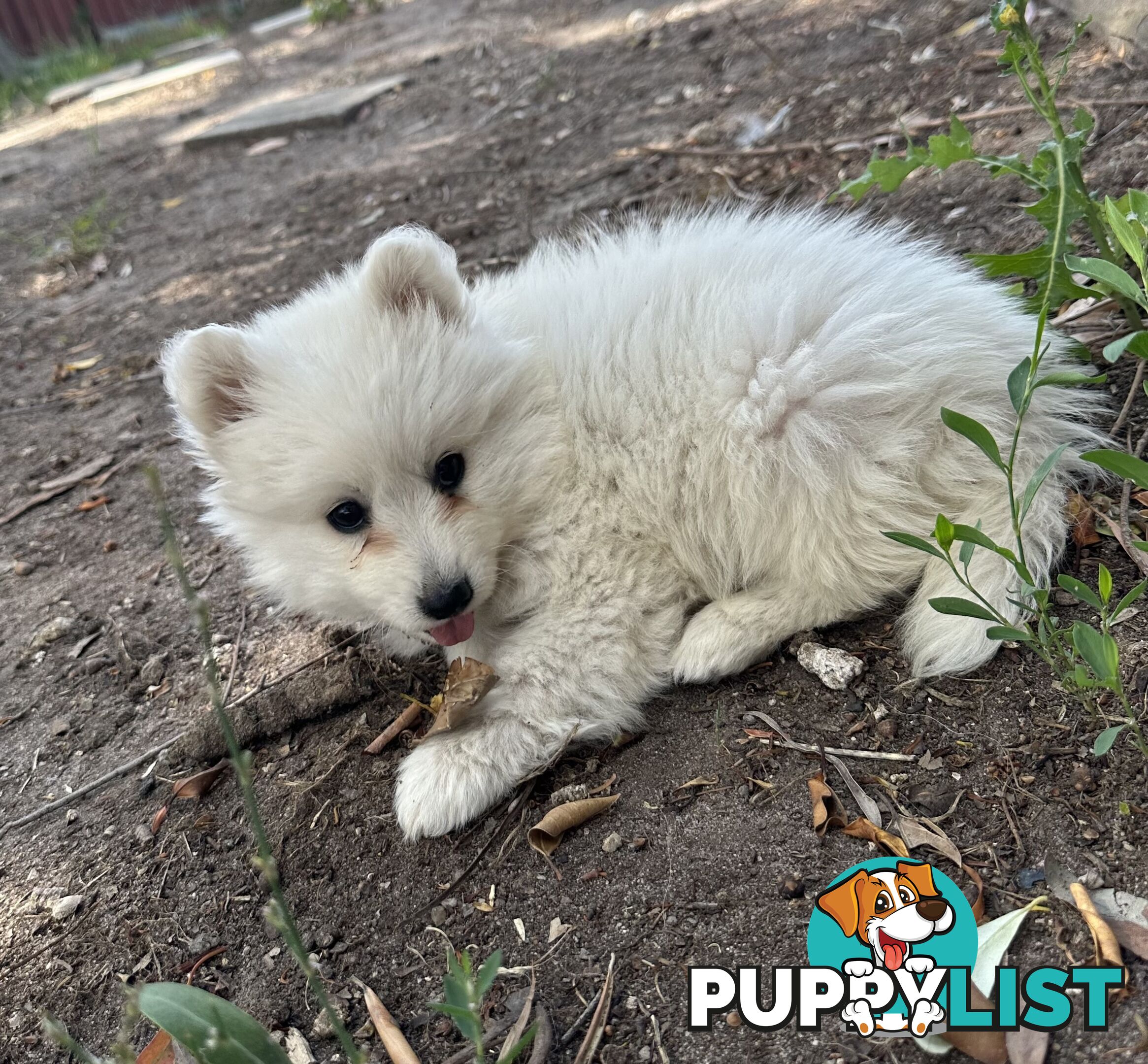 ADORABLE PUREBRED JAPANESE SPITZ FOR SALE