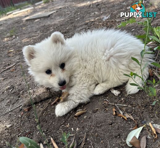 ADORABLE PUREBRED JAPANESE SPITZ FOR SALE