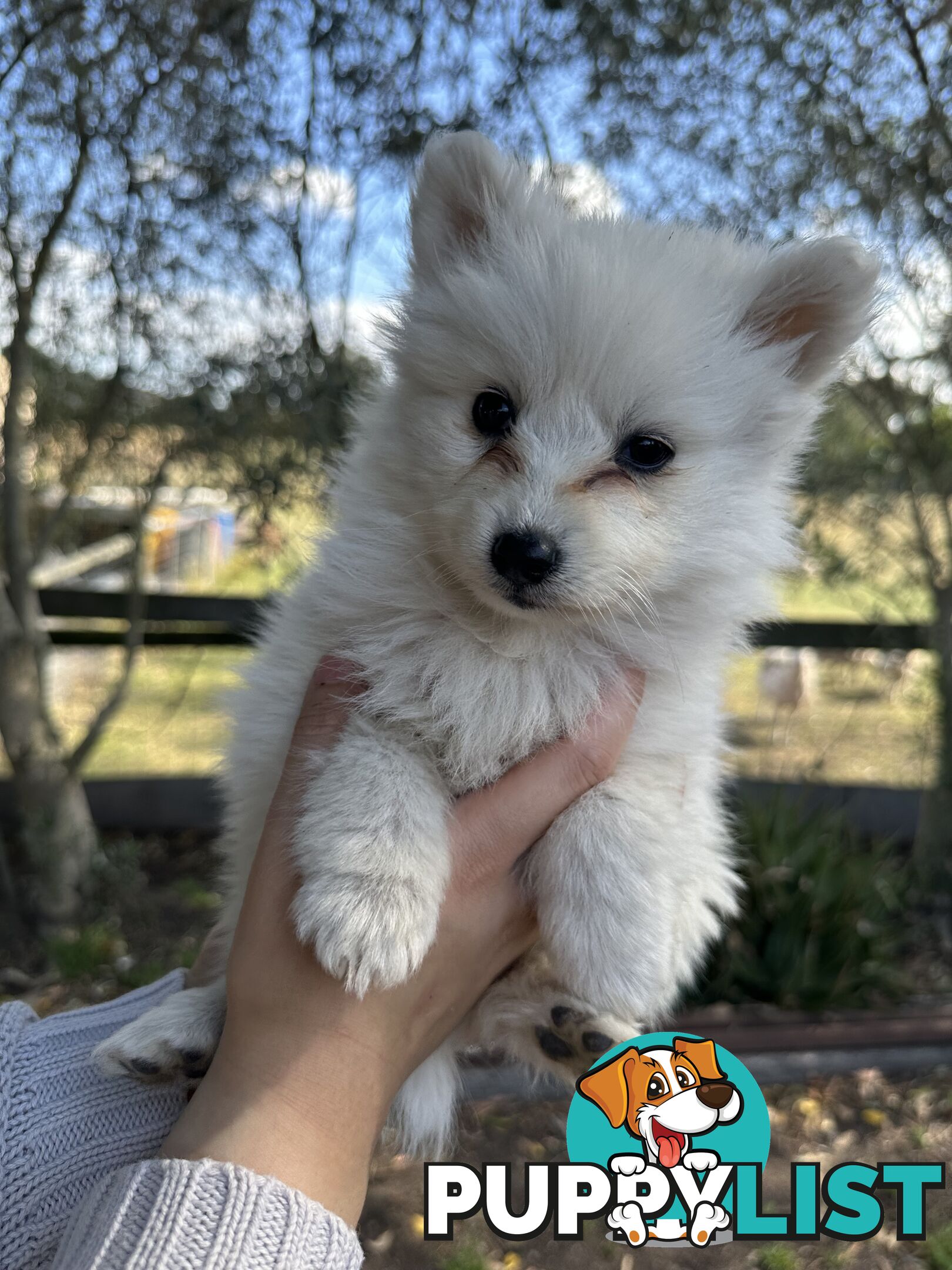 ADORABLE PUREBRED JAPANESE SPITZ FOR SALE