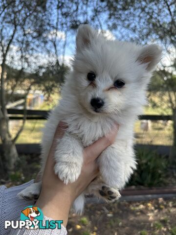 ADORABLE PUREBRED JAPANESE SPITZ FOR SALE