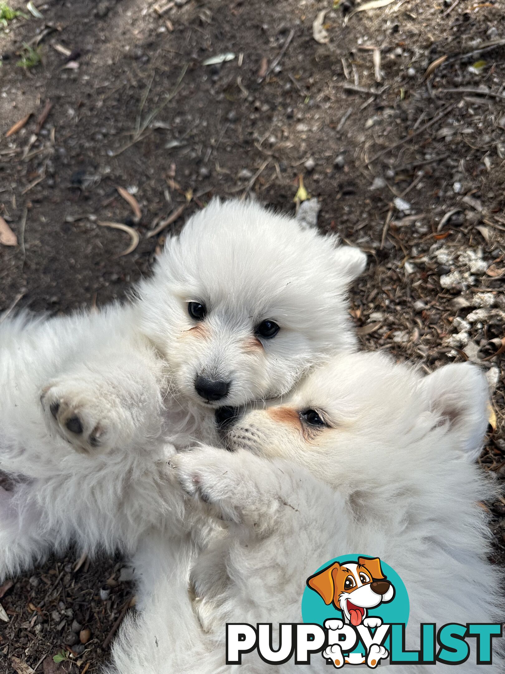 ADORABLE PUREBRED JAPANESE SPITZ FOR SALE