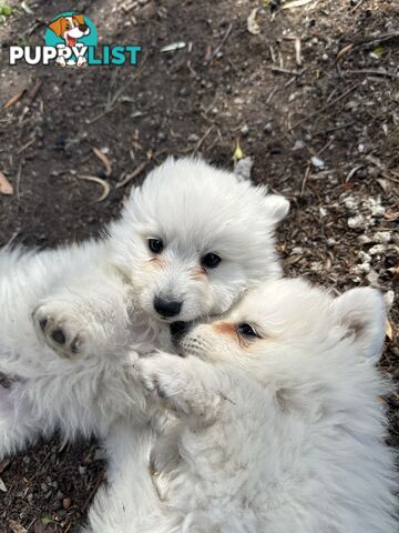 ADORABLE PUREBRED JAPANESE SPITZ FOR SALE