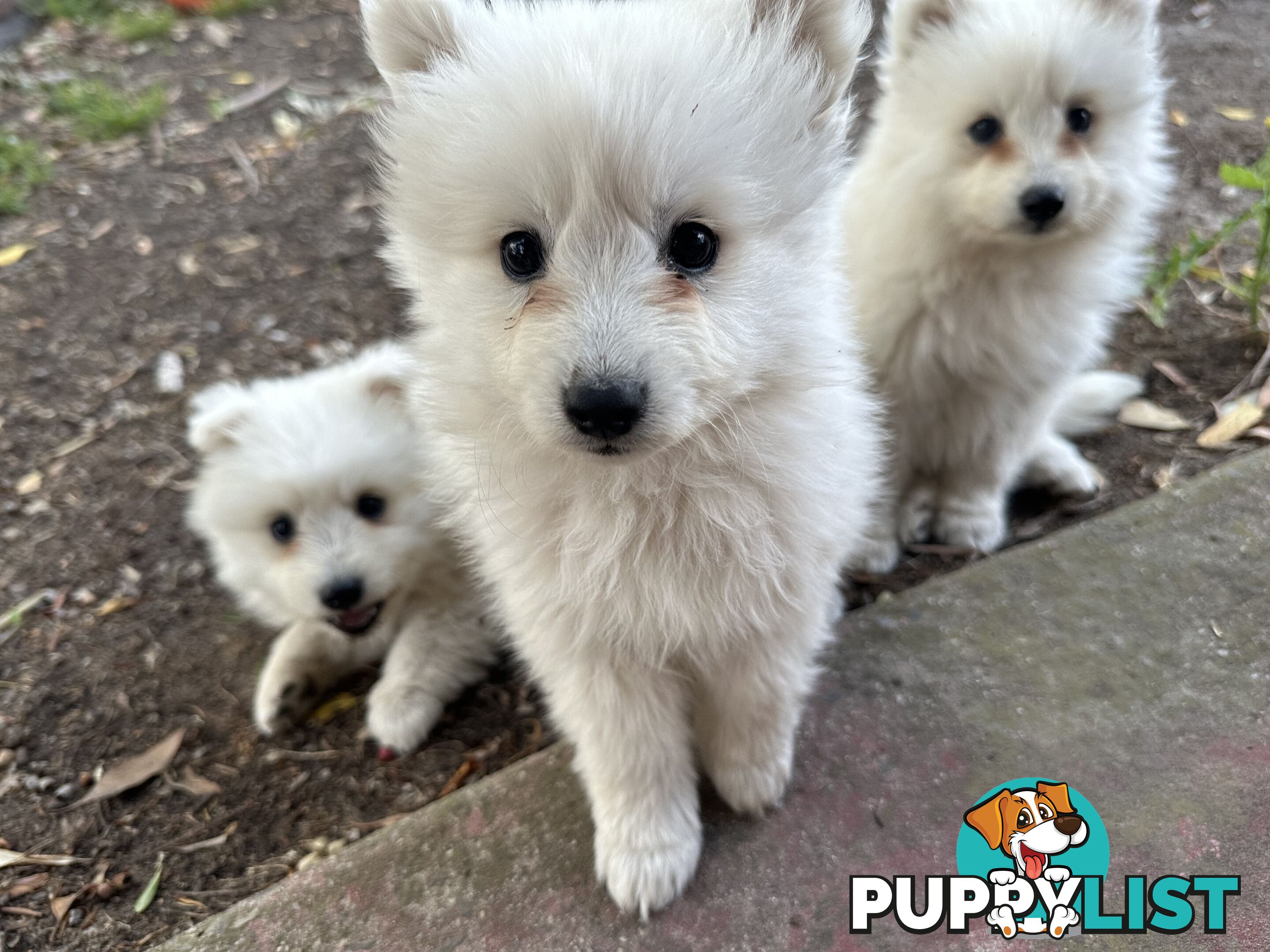 ADORABLE PUREBRED JAPANESE SPITZ FOR SALE