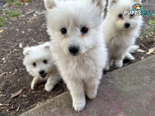 ADORABLE PUREBRED JAPANESE SPITZ FOR SALE