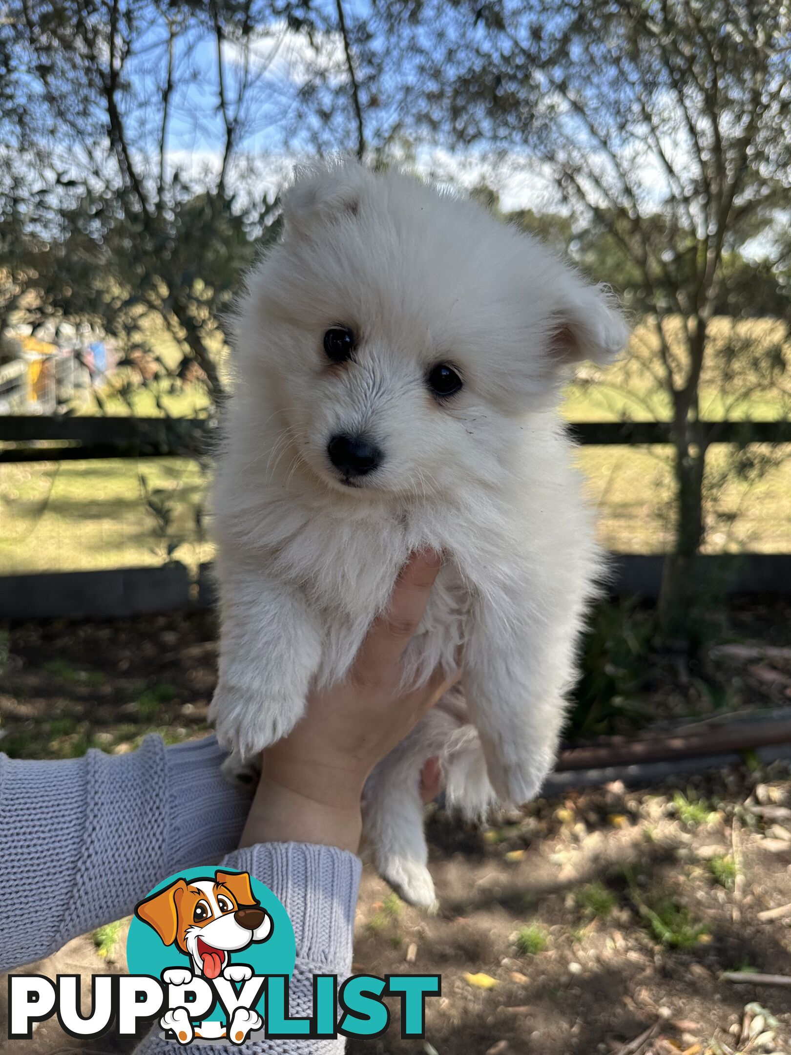 ADORABLE PUREBRED JAPANESE SPITZ FOR SALE