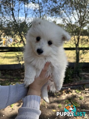 ADORABLE PUREBRED JAPANESE SPITZ FOR SALE