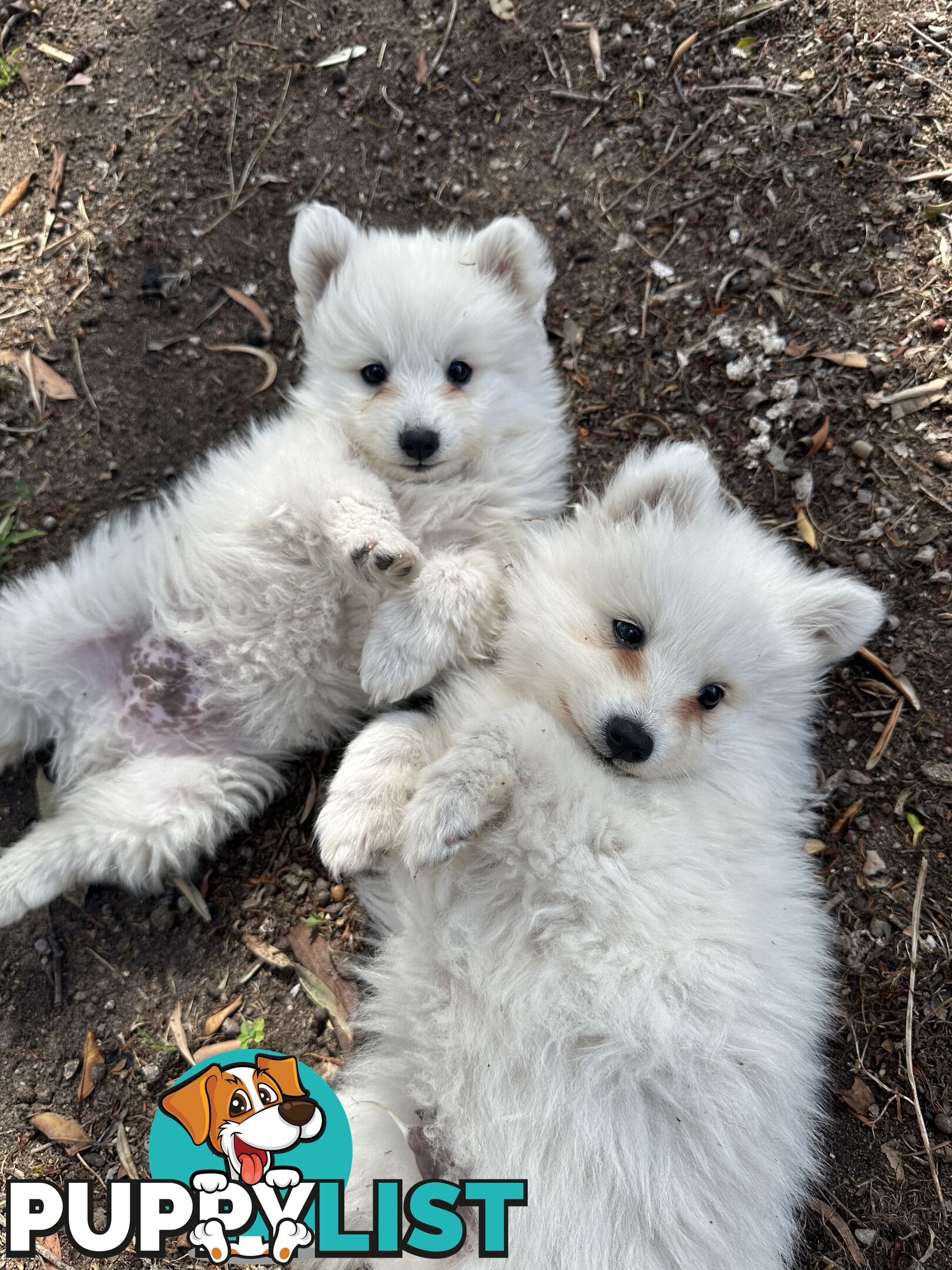 ADORABLE PUREBRED JAPANESE SPITZ FOR SALE