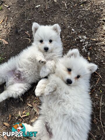 ADORABLE PUREBRED JAPANESE SPITZ FOR SALE